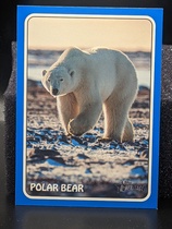 2024 Topps Heritage 1975 Topps Zoos Who Stick-Ons Blue #75Z-9 Polar Bear