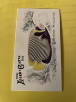 2025 Topps Allen & Ginter Mini 50 Fish from Global Waters #FGW-45 Emperor Angelfish