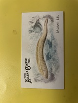 2025 Topps Allen & Ginter Mini 50 Fish from Global Waters #FGW-28 Moray Eel