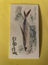 2025 Topps Allen & Ginter Mini 50 Fish from Global Waters #FGW-17 Flying Fish