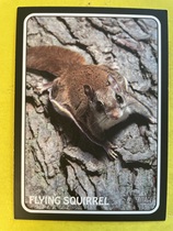 2024 Topps Heritage 1975 Topps Zoos Who Stick-Ons #75Z-10 Flying Squirrel