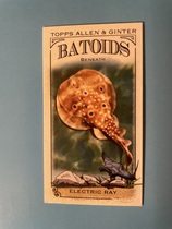 2024 Topps Allen & Ginter Mini Batoids Beneath #RITW-3 Electric Ray