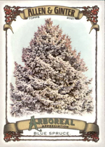 2021 Topps Allen & Ginter Arboreal Appreciation #AA-1 Blue Spruce