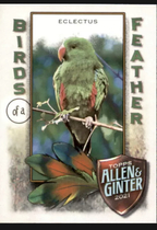 2021 Topps Allen & Ginter Birds of a Feather #BOF-1 Eclectus