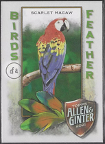 2021 Topps Allen & Ginter Birds of a Feather #BOF-3 Scarlet Macaw