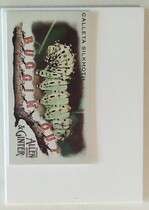 2020 Topps Allen & Ginter Mini Buggin Out #MBO-8 Calleta Silkmoth