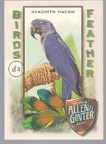 2021 Topps Allen & Ginter Birds of a Feather #BOF-6 Hyacinth Macaw
