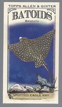 2024 Topps Allen & Ginter Mini Batoids Beneath #RITW-6 Spotted Eagle Ray