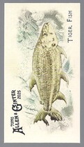 2025 Topps Allen & Ginter Mini 50 Fish from Global Waters #FGW-39 Tiger Fish