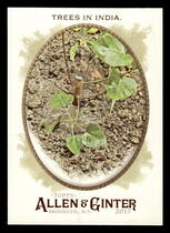 2017 Topps Allen & Ginter #52 Trees In India