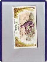 2011 Topps Allen and Ginter Mini Animals in Peril #AP9 Bonobo