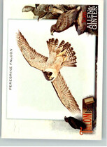 2023 Topps Allen & Ginter TALON-ted #TT-3 Peregrine Falcon