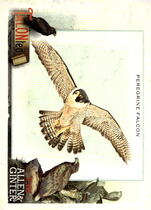 2023 Topps Allen & Ginter TALON-ted #TT-3 Peregrine Falcon