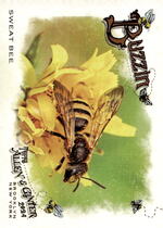 2024 Topps Allen & Ginter Buzzin #BUZ-9 Sweat Bee